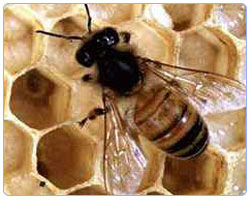 
Honey Bee Pest Control Service in Mumbai
