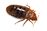 Bed Bugs Image