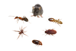 Generel pest control